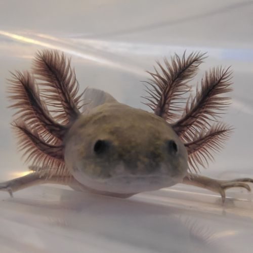 Axolotl mélanique sauvage