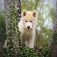 Chiot husky de sibérie mâle cuivre aux yeux ambres #3