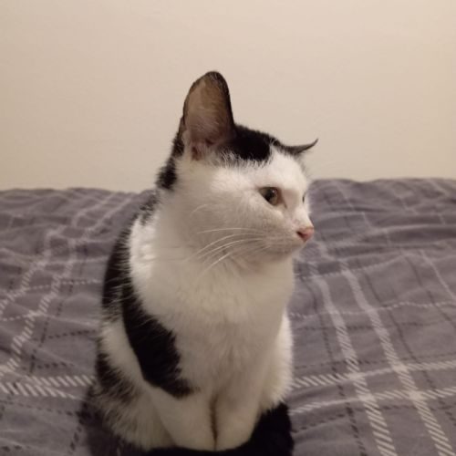 Pompom, adorable jeune chat à l'adoption #1