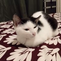 Pompom, adorable jeune chat à l'adoption #4