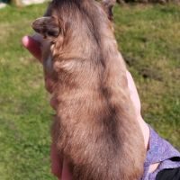 2 femelles chihuahua lof poils longs #2