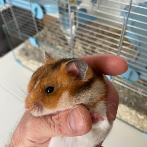 Hamster doré + cage