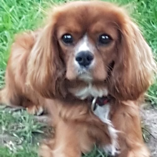 A donner cavalier king charles