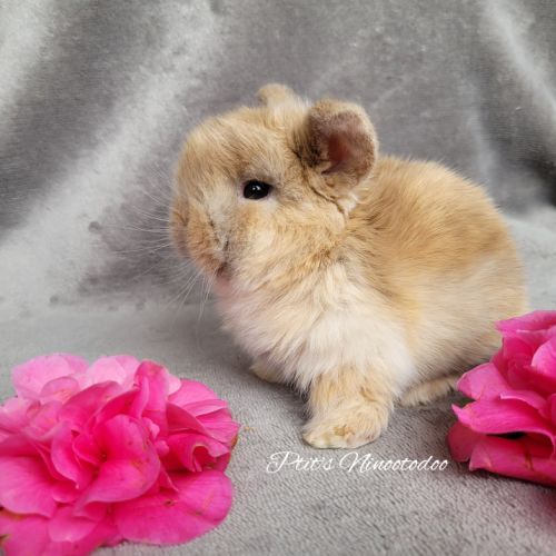Adorables petits lapins minilops à réserver!