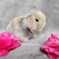 Adorables petits lapins minilops à réserver! #2
