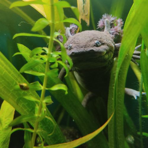 Couple axolotl disponible de suite