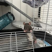 Rats femelles à donner #2