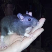 3 bébés rats ratons femelles à adopter #3