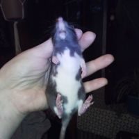 3 bébés rats ratons femelles à adopter #4