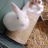 Jeunes lapins nains #3