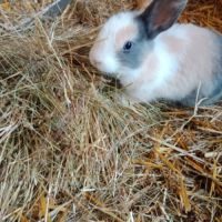 Jeunes lapins nains #4