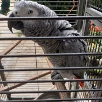 Perroquet gris gabon mâle #1