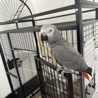 Perroquet gris du gabon + grande cage