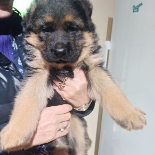 Chiot berger allemand male #2