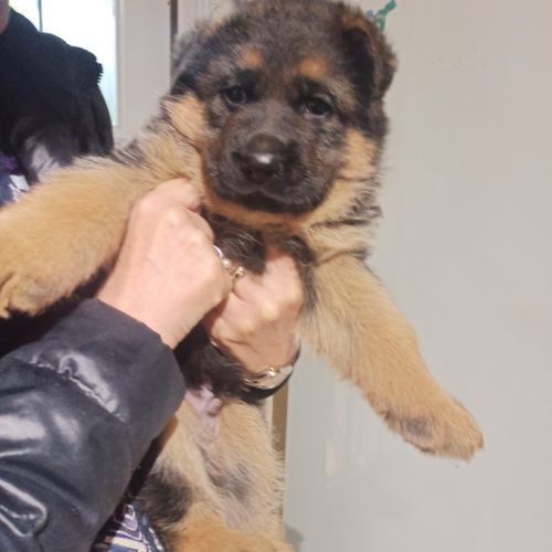 Chiot berger allemand male #3