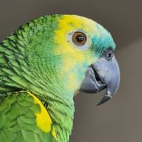 Jeune perroquet amazon a front bleu urgent