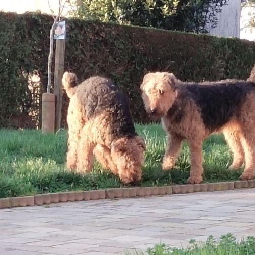 Chiot airedale terrier #2