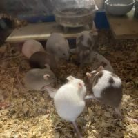 6 adorables petites souris femelles