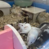 6 adorables petites souris femelles #4