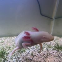 Axolotl albinos blanc à donner de 4 ans + aquarium #0