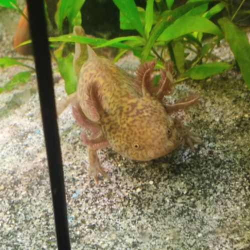 Axolotl copper disponible