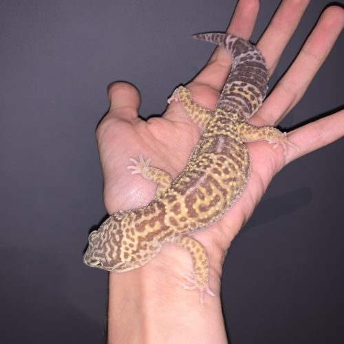 Terrarium avec 3 geckos léopard femelles #2