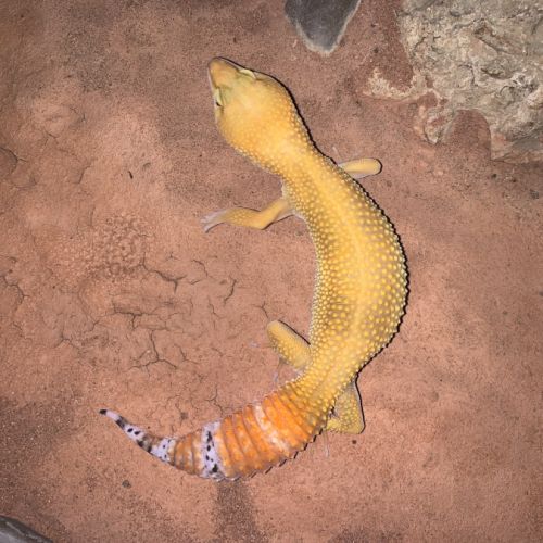 Terrarium avec 3 geckos léopard femelles #7
