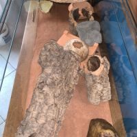 Terrarium avec 3 geckos léopard femelles #10