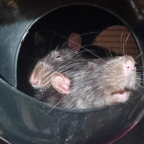 Petits rats #5
