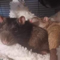 Petits rats #4