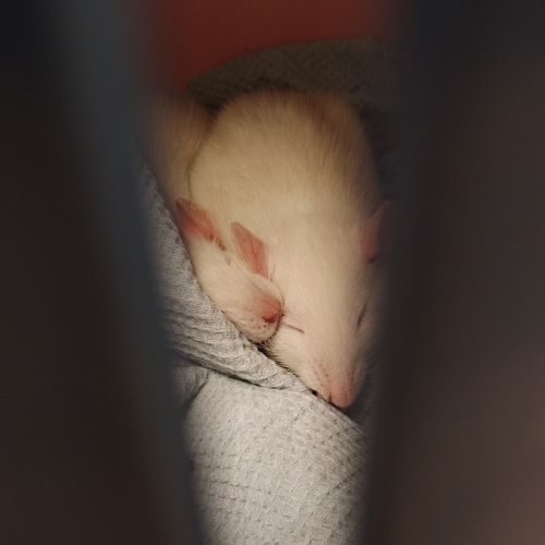 Petits rats himalayens de 5 mois #1