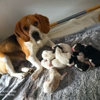 Bébés beagle à reserver