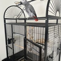 Perroquet gris du gabon + grande cage #2
