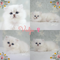 Adorables chatons british longhair silver yx verts