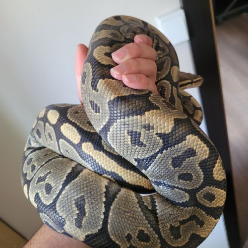 Python femelle ghost