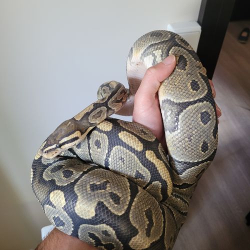 Python femelle ghost #2