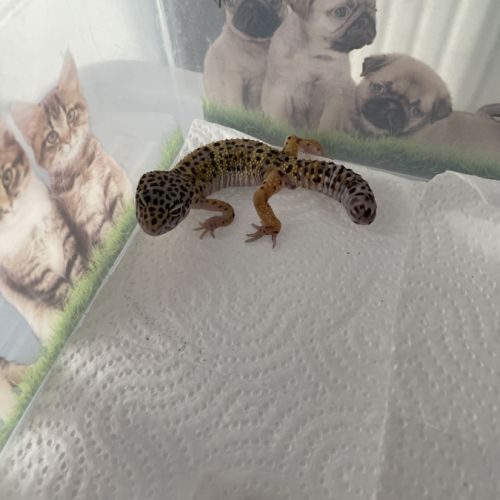 Gecko léopard #2