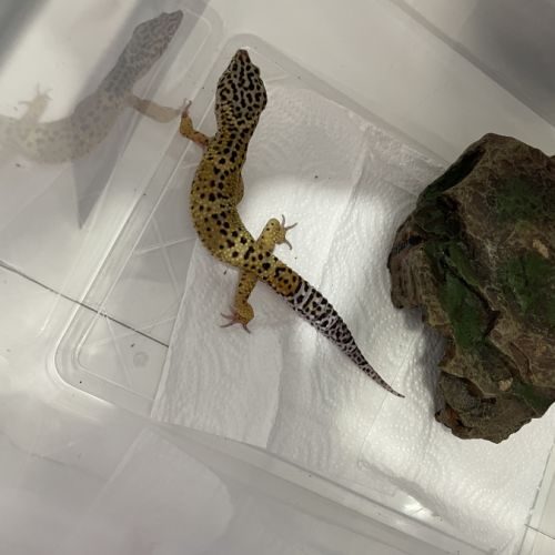 Gecko léopard #5