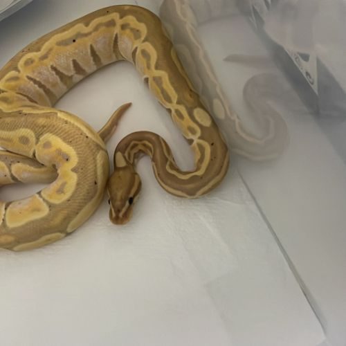 Python r. mâle banana pinstripe #0