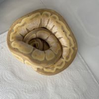 Python r. mâle banana pinstripe #2