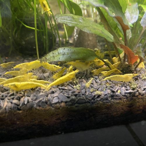 Crevettes neocaridina yellow #0