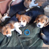 Chiots beagle