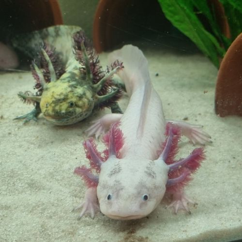 Axolotl bébé et adultes