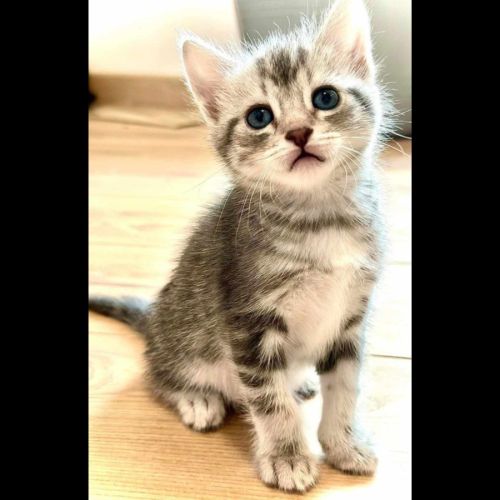 Mistigri, adorable chaton à l'adoption