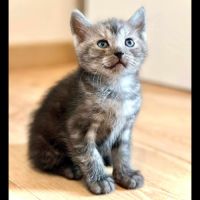 Grisou, adorable chaton à l'adoption
