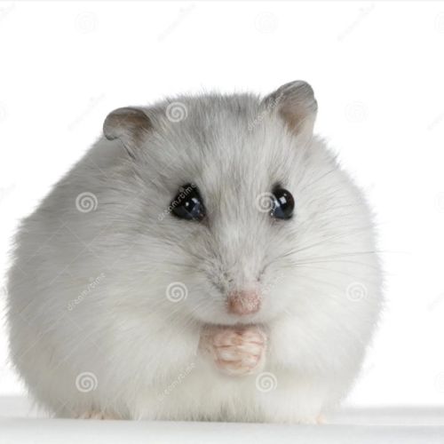 Adopte bébé hamster russe clair