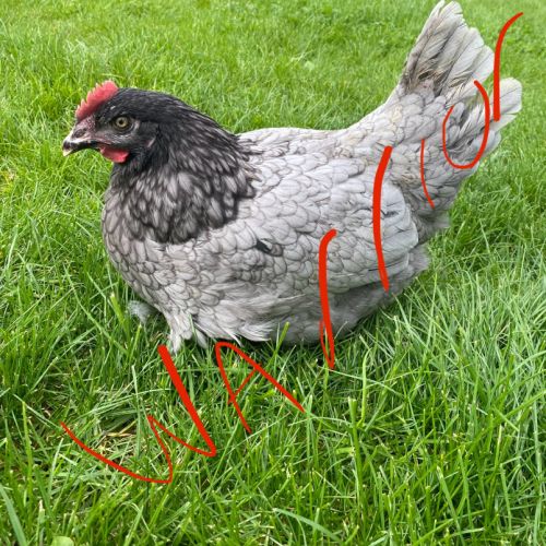 Jeune poule pondeuse grise