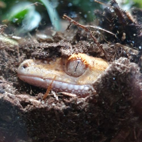 Gecko mâle à crête de 3 ans #3