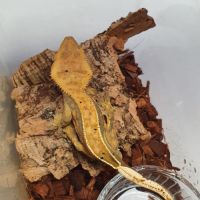 Gecko mâle à crête de 3 ans #1