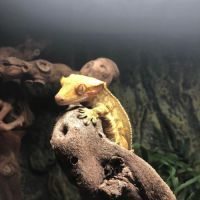 Gecko mâle à crête de 3 ans